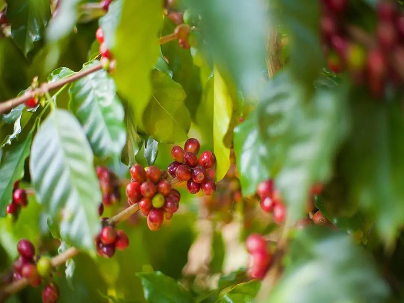 Agricultural Products